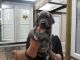 Cane Corso Puppies for sale in Berlin Township, OH, USA. price: NA