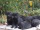 Cane Corso Puppies for sale in Lincoln, NE, USA. price: $500