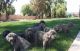 Cane Corso Puppies for sale in Rialto, CA, USA. price: NA