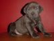 Cane Corso Puppies for sale in Pittsburgh, PA, USA. price: $400