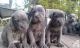 Cane Corso Puppies for sale in Pittsburgh, PA, USA. price: $400