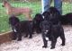 Cane Corso Puppies for sale in Honolulu, HI, USA. price: NA