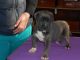 Cane Corso Puppies for sale in Carlsbad, CA, USA. price: NA