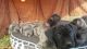 Cane Corso Puppies for sale in Sacramento, CA, USA. price: $1,500