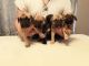 Cane Corso Puppies for sale in Palm Bay, FL, USA. price: NA