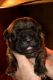 Cane Corso Puppies for sale in St. Louis, MO, USA. price: NA