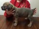 Cane Corso Puppies for sale in Fredericksburg, VA 22401, USA. price: NA