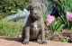 Cane Corso Puppies for sale in Juneau, AK, USA. price: NA