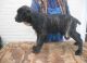 Cane Corso Puppies for sale in Boise, ID, USA. price: $650