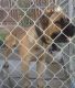 Cane Corso Puppies for sale in Sacramento, CA, USA. price: $1,200