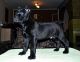Cane Corso Puppies for sale in Baldwinsville, NY 13027, USA. price: NA
