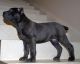 Cane Corso Puppies for sale in Baldwinsville, NY 13027, USA. price: NA