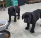 Cane Corso Puppies for sale in Birmingham, AL, USA. price: NA