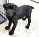 Cane Corso Puppies for sale in Baltimore, MD, USA. price: NA