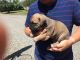 Cane Corso Puppies for sale in Kansas City, KS, USA. price: NA