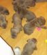 Cane Corso Puppies for sale in Trenton, NJ, USA. price: $900