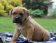 Cane Corso Puppies for sale in New York, NY, USA. price: NA
