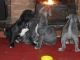 Cane Corso Puppies for sale in Montgomery, AL, USA. price: NA