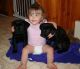 Cane Corso Puppies for sale in Huntsville, AL, USA. price: NA