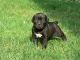 Cane Corso Puppies for sale in Pittsburgh, PA, USA. price: NA