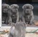 Cane Corso Puppies for sale in Selbyville, DE 19975, USA. price: NA