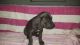 Cane Corso Puppies for sale in Grabill, IN 46741, USA. price: $700
