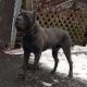 Cane Corso Puppies for sale in Hamden, CT 06517, USA. price: $1,000