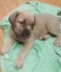 Cane Corso Puppies for sale in Temecula, CA, USA. price: $1,000