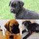 Cane Corso Puppies for sale in Killeen, TX, USA. price: NA