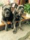Cane Corso Puppies for sale in Barrington, RI, USA. price: $2,500
