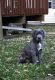 Cane Corso Puppies for sale in Cheraw, SC 29520, USA. price: NA
