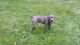 Cane Corso Puppies for sale in Bloomfield Twp, MI, USA. price: $1,200