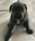 Cane Corso Puppies for sale in United States. price: NA