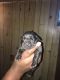 Cane Corso Puppies for sale in Country Club Hills, IL 60478, USA. price: NA