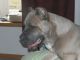 Cane Corso Puppies for sale in Warsaw, OH 43844, USA. price: $600
