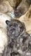 Cane Corso Puppies for sale in Burton, MI, USA. price: $400