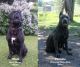 Cane Corso Puppies for sale in Lonsdale, MN 55046, USA. price: $1,000