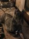 Cane Corso Puppies for sale in Akron, OH, USA. price: NA