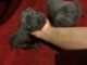 Cane Corso Puppies for sale in Homewood, IL, USA. price: NA