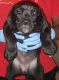 Cane Corso Puppies for sale in Lake Elsinore, CA, USA. price: NA