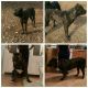 Cane Corso Puppies for sale in South Bend, IN, USA. price: NA