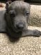 Cane Corso Puppies for sale in Fort Washington, MD, USA. price: NA