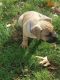 Cane Corso Puppies for sale in Bridgeton, NJ 08302, USA. price: $850