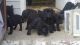Cane Corso Puppies for sale in Durham, NC, USA. price: NA