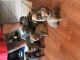 Cane Corso Puppies for sale in Clementon, NJ 08021, USA. price: $1,000