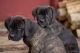 Cane Corso Puppies for sale in Whitesburg, GA 30185, USA. price: NA