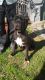 Cane Corso Puppies for sale in Lynwood, CA, USA. price: NA