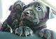 Cane Corso Puppies for sale in Covington, KY, USA. price: NA