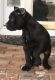 Cane Corso Puppies for sale in NJ-35, Lavallette, NJ 08735, USA. price: NA