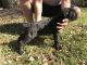 Cane Corso Puppies for sale in Friendswood, TX 77546, USA. price: NA